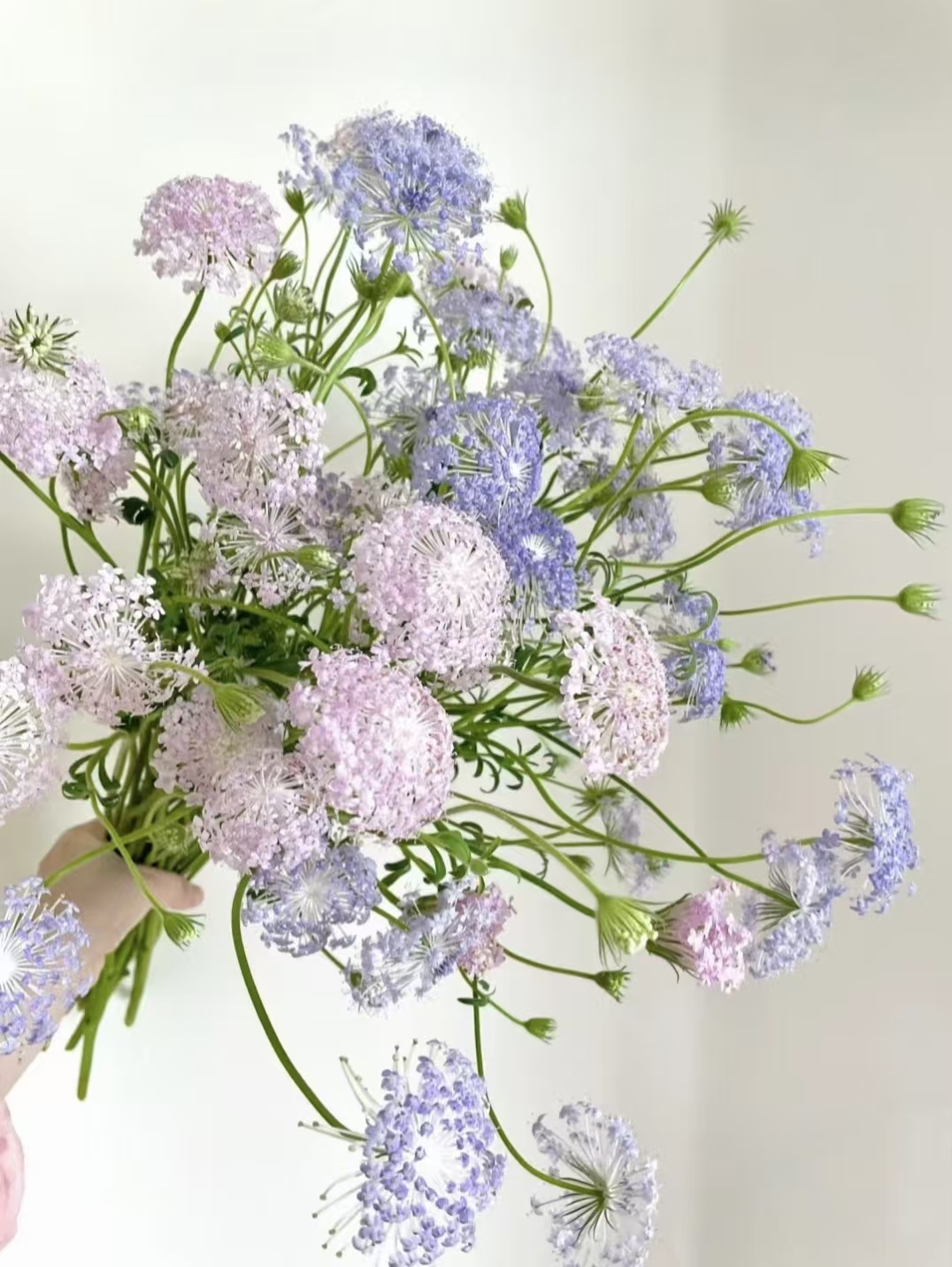 【长安花舍】精选-爆花神器翠珠（注意：注意特殊花材，收到醒花）