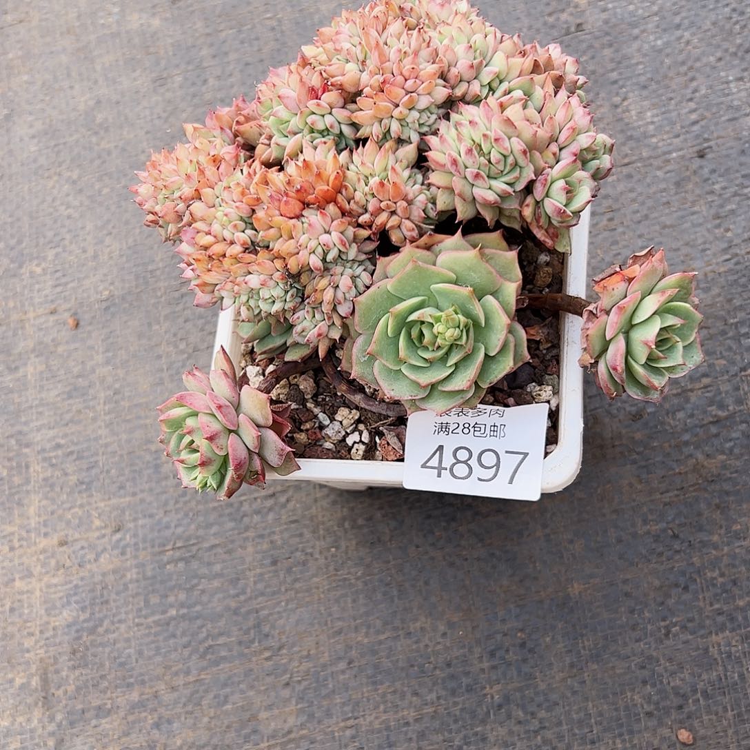 9号以***眸我们的确是一个4897