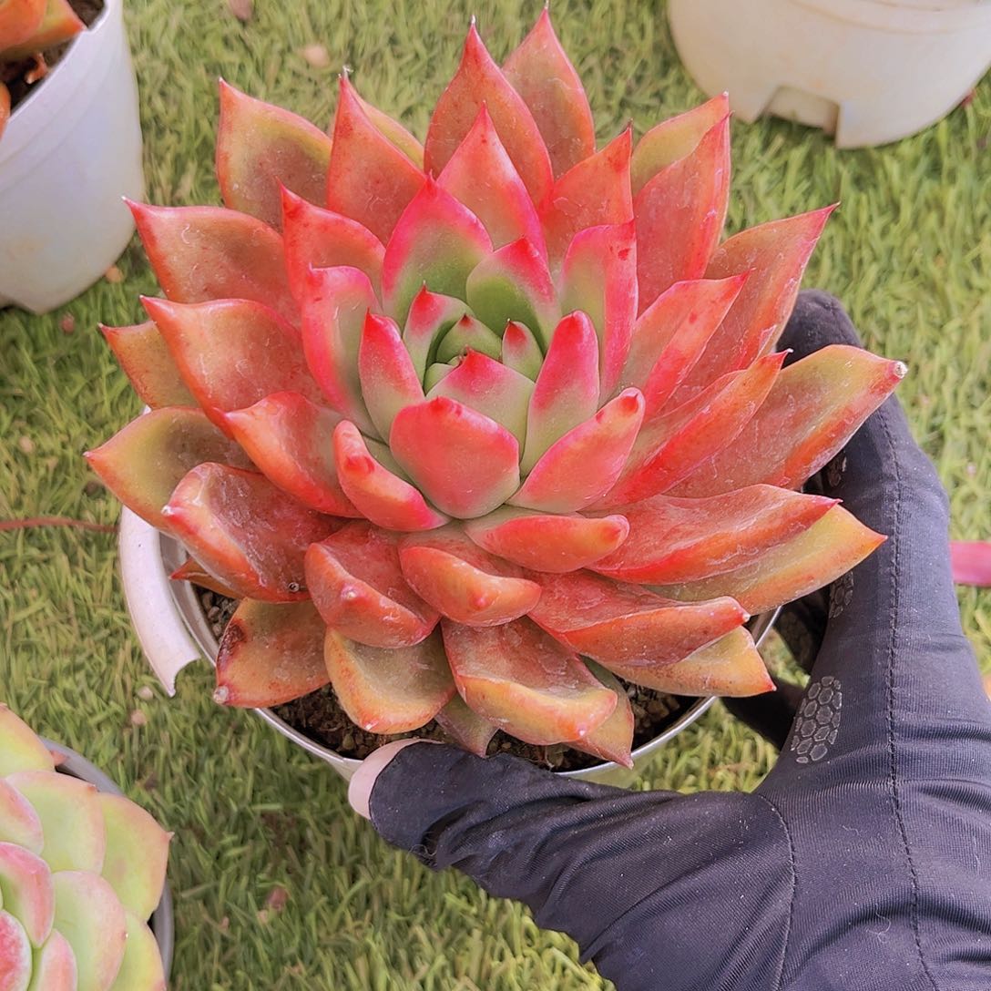 弗兰克14公分999999