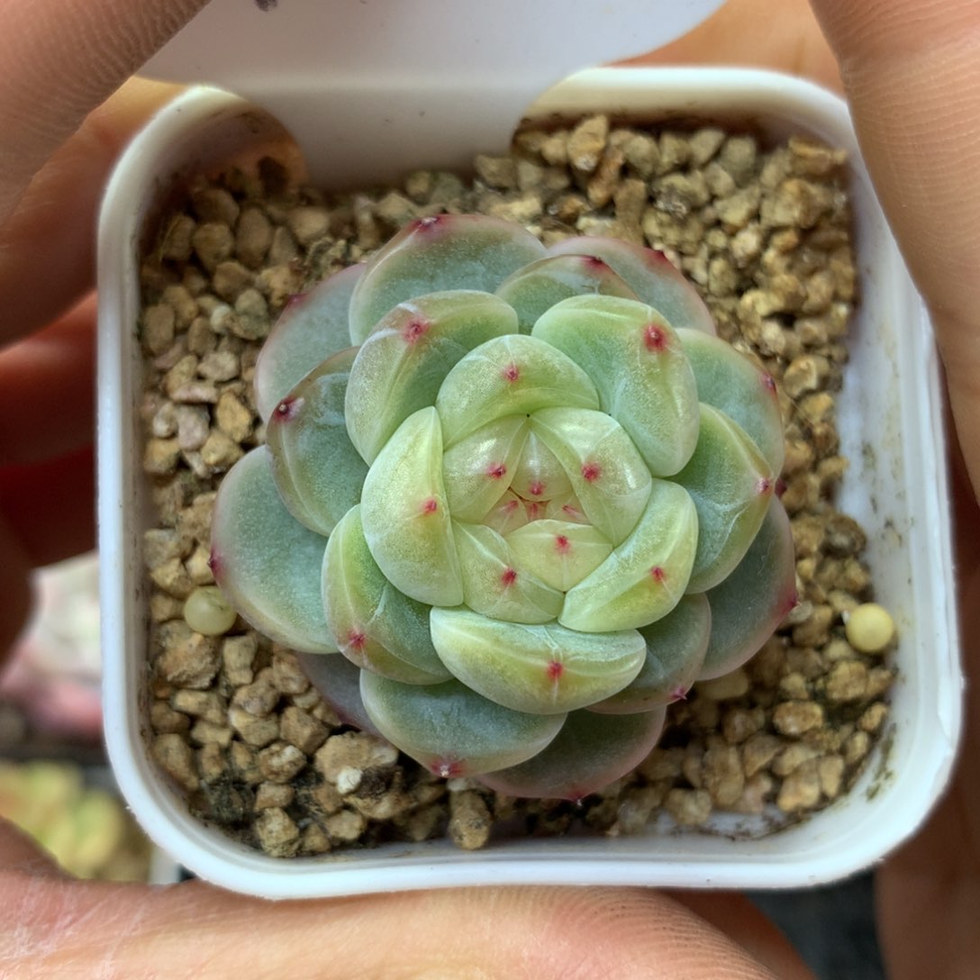 甜心E单头可拍4265