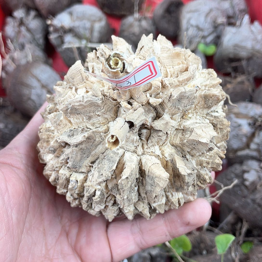 龟甲龙一物一拍1631号9.5cm