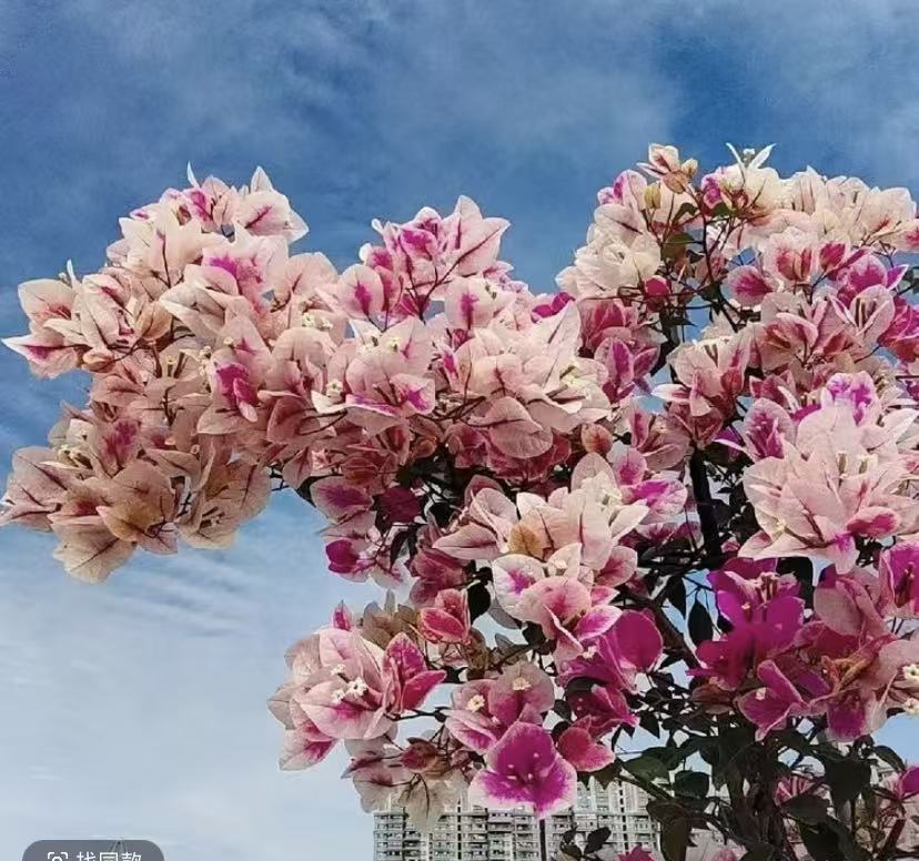 漳红樱  掉花掉叶不售后