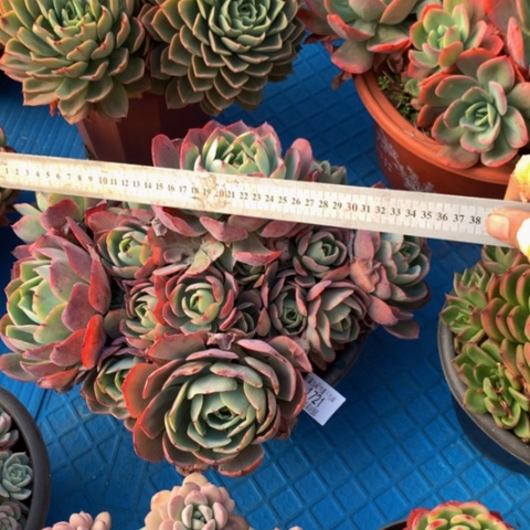 用****81721冰玫瑰多肉