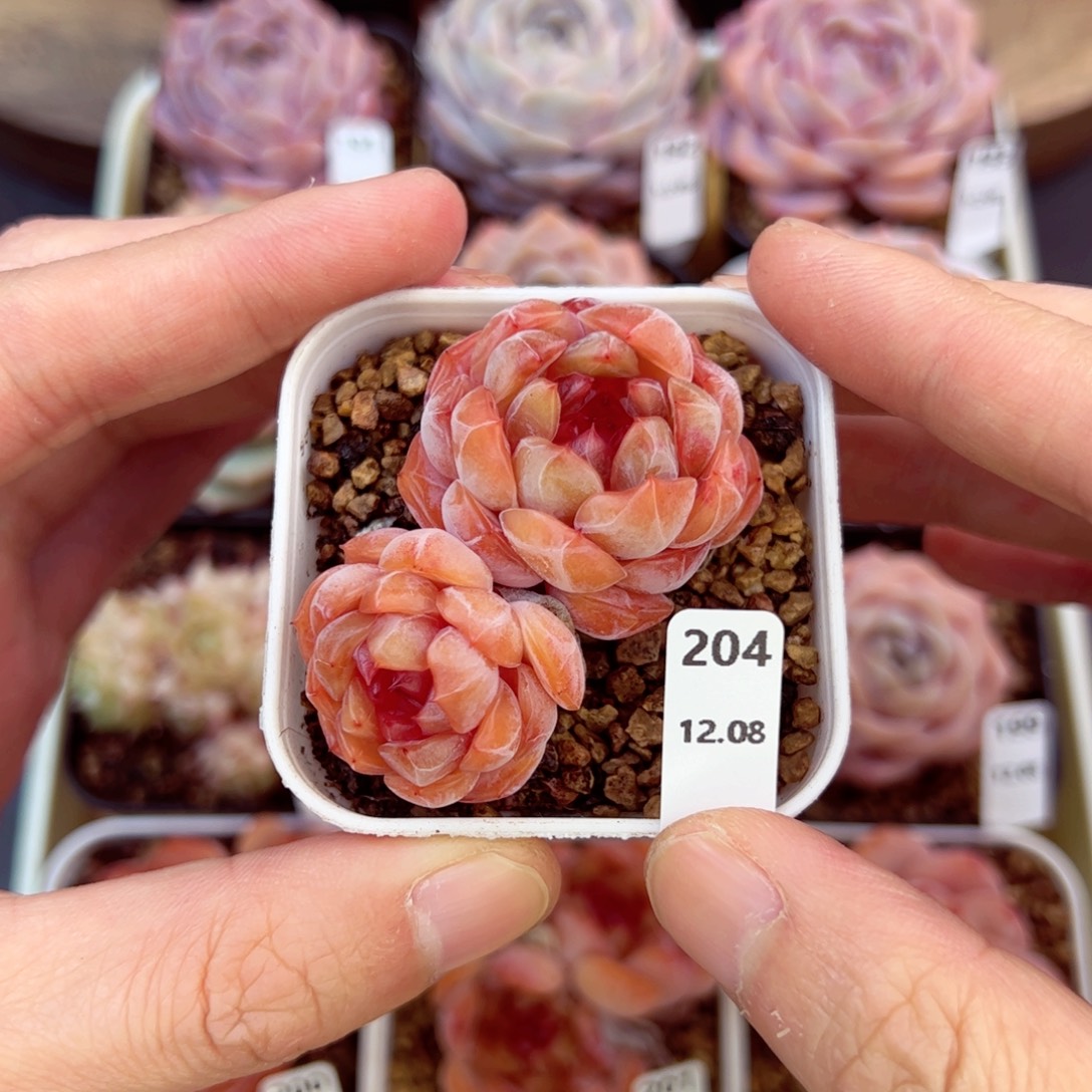 好好看204、哈哈哈哈