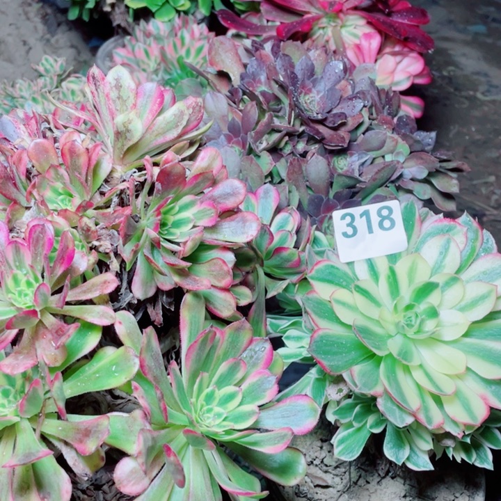 多肉植物组合318