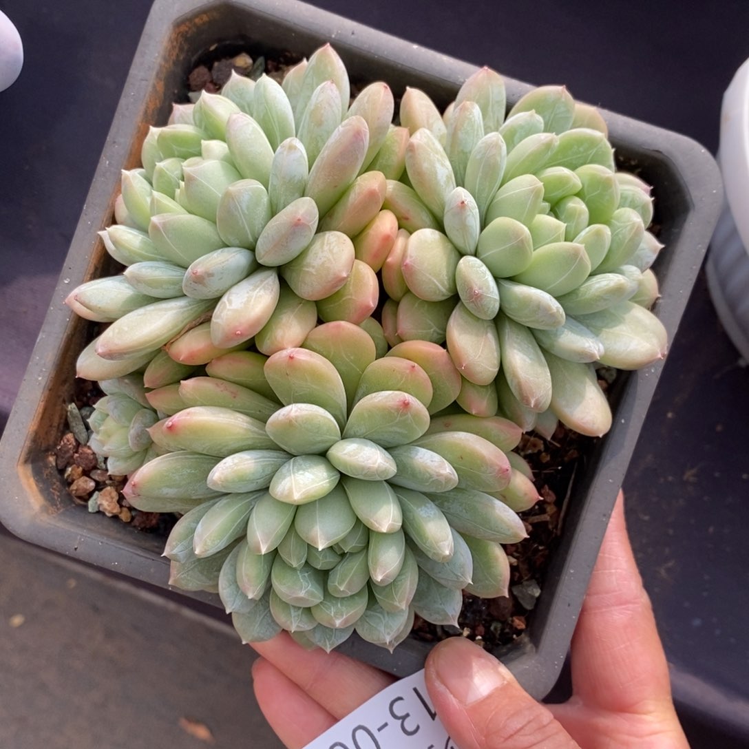 两单包邮1213-65百搭翡翠