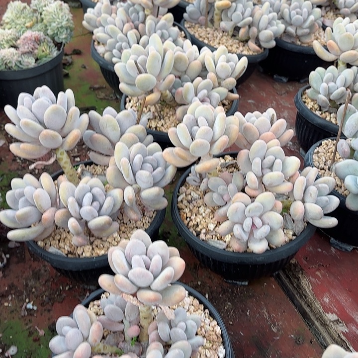 桃美人群生老桩精品