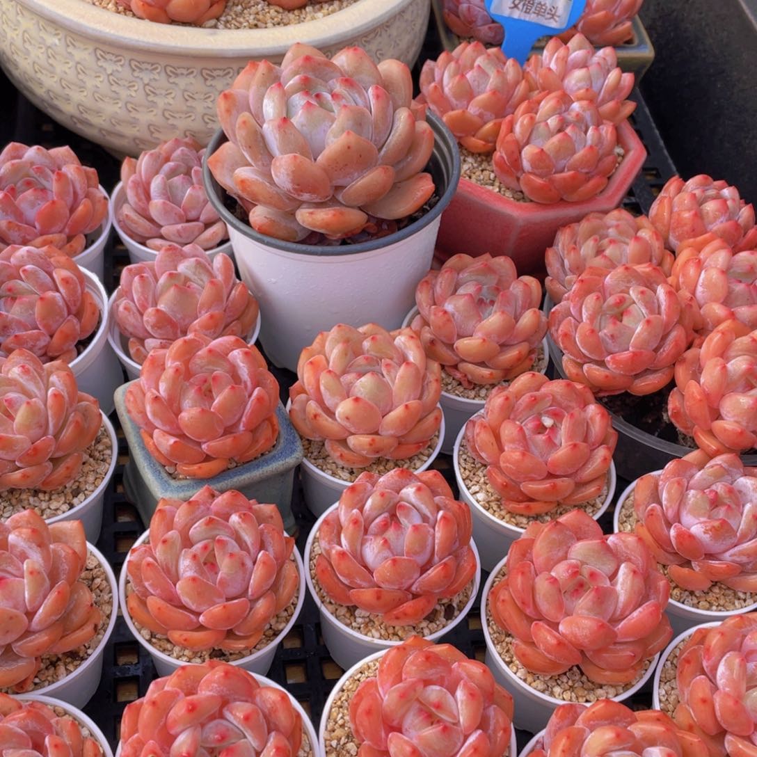 量拍66号 果冻韩版仙女橙单头5个