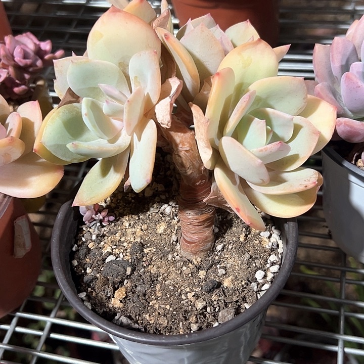 ᨳ****一物一拍多肉白凤