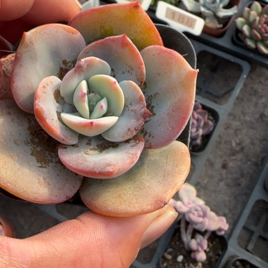 192奶茶多肉植物多