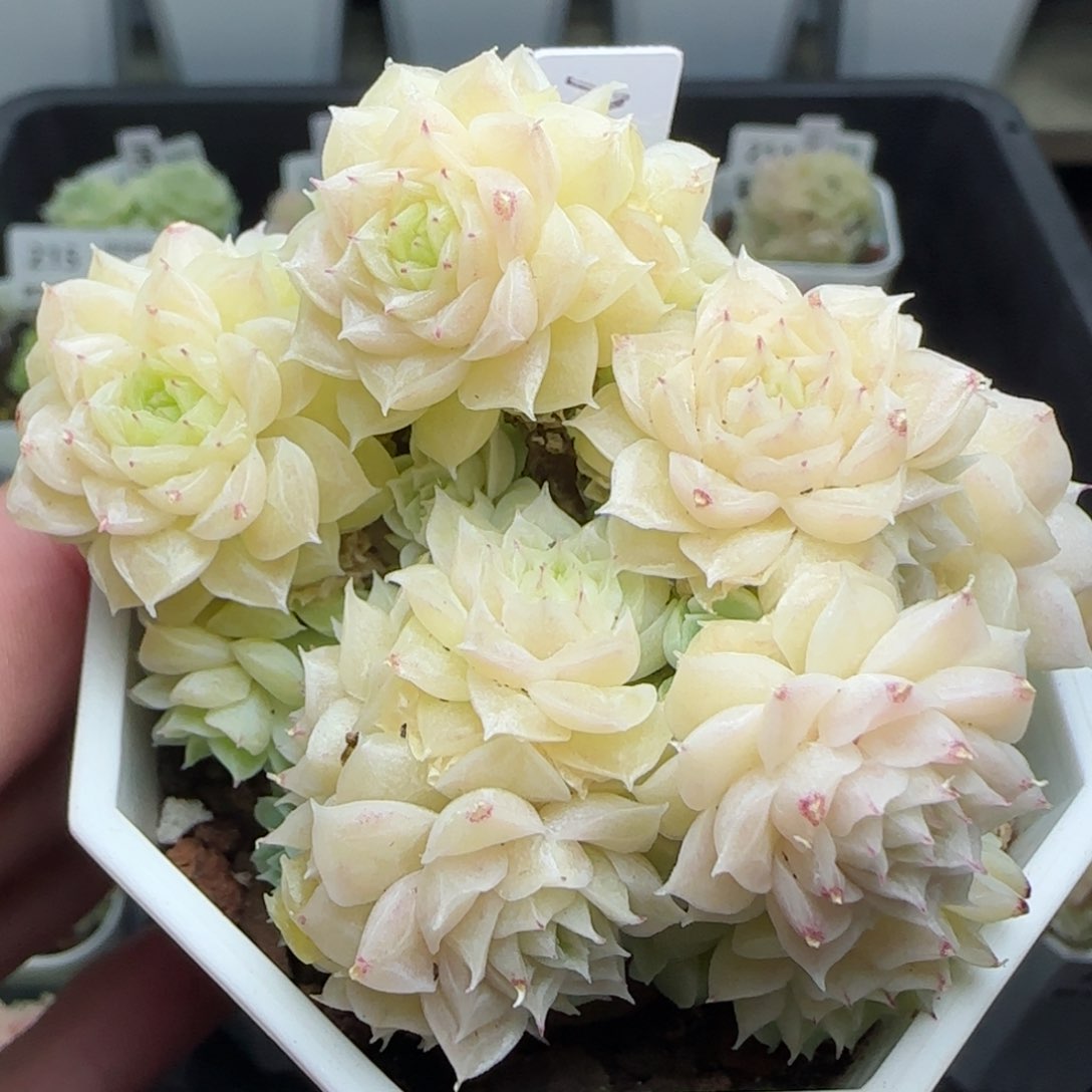 0204-229（M1-265）