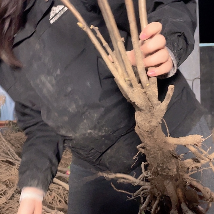 完全开放牡丹花开