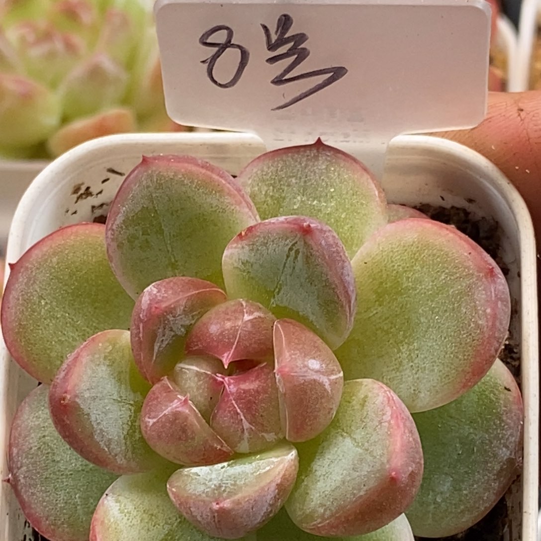 天官赐福百无禁忌