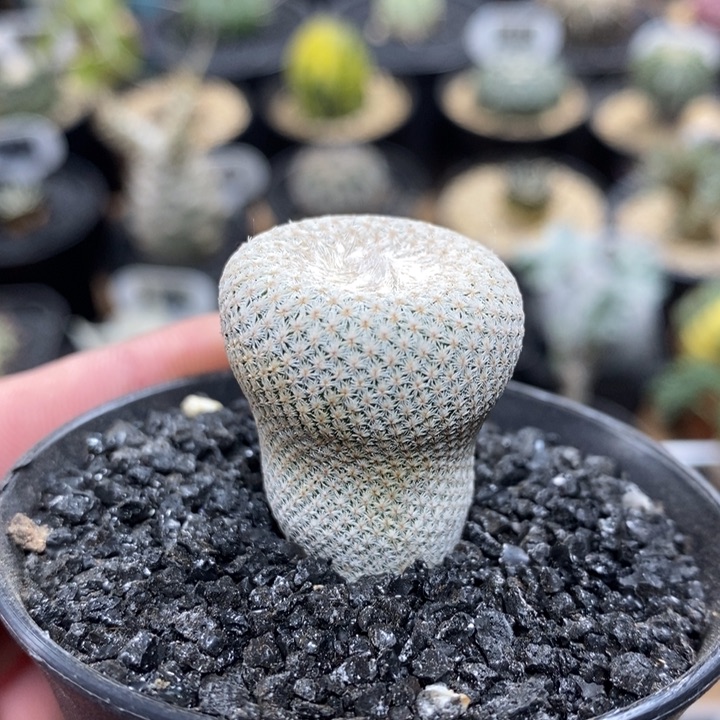 实生小人帽302号2.5cm