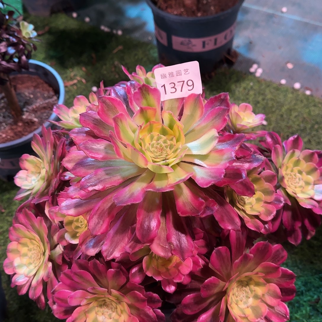 多肉植物舞天姬1379
