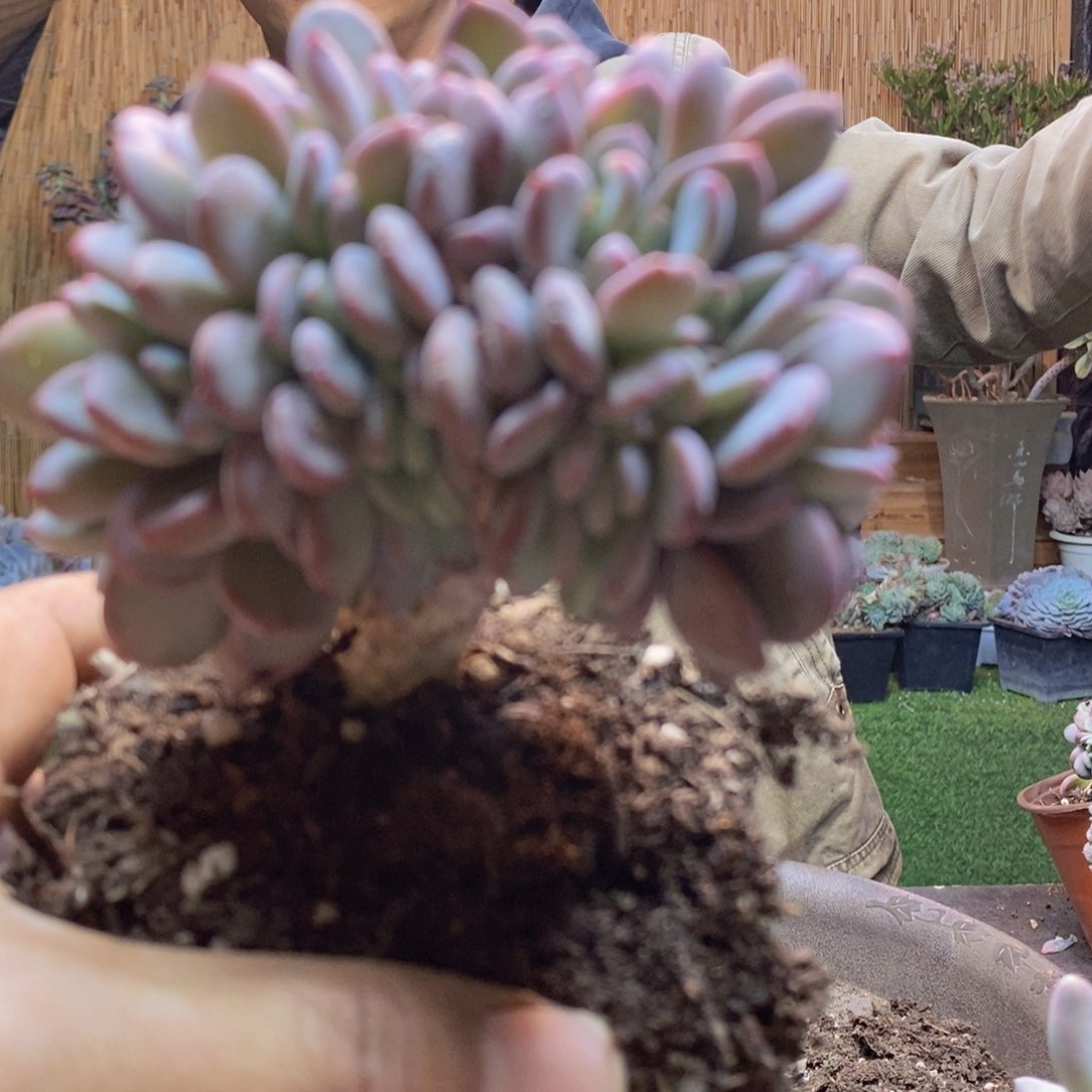 晴****^D94号玛瑙缀多肉