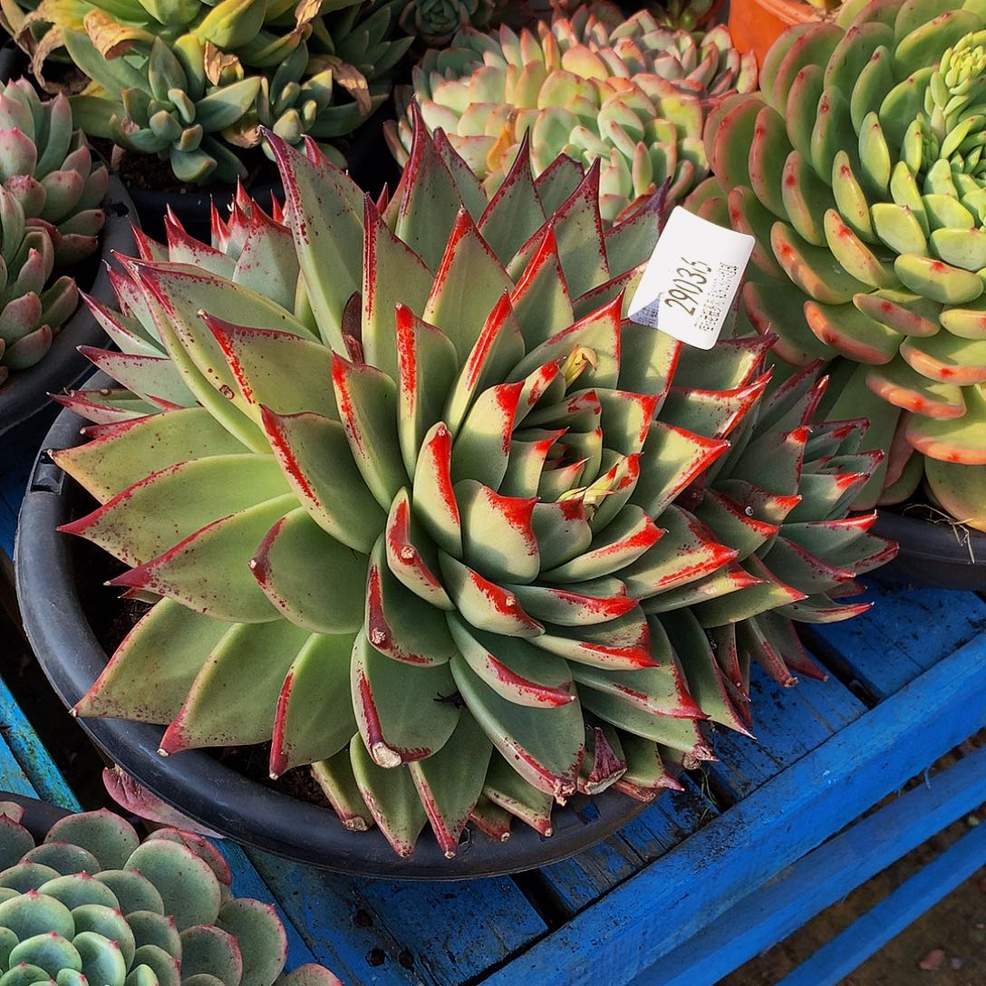 瑞***雪乌木2936吨肉多肉