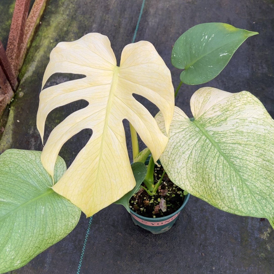 周***困完全开放9608白怪兽龟背竹