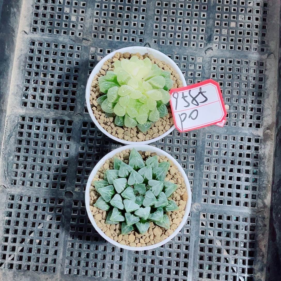 爱心寿玉露一勿一拍