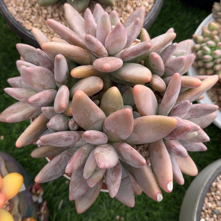 多肉植物企鹅群生