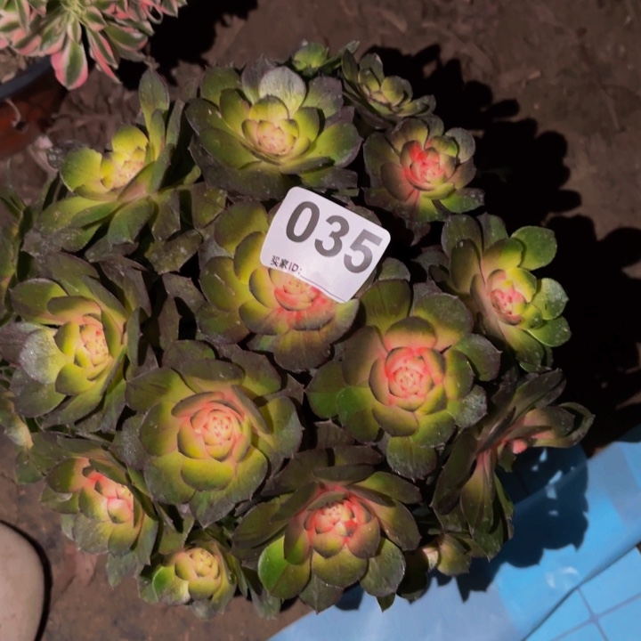 035墨染花月夜科技锦多肉植物不售后