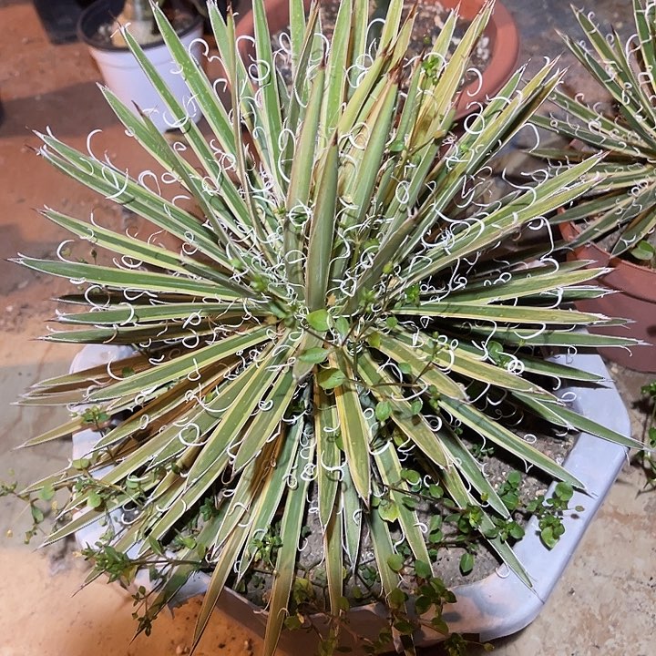 满38包邮2天凑单，脱土晾根发货多肉植物泷之白丝覆轮锦