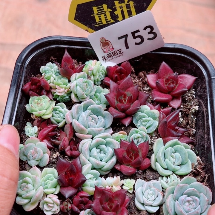 多肉植物多肉植物