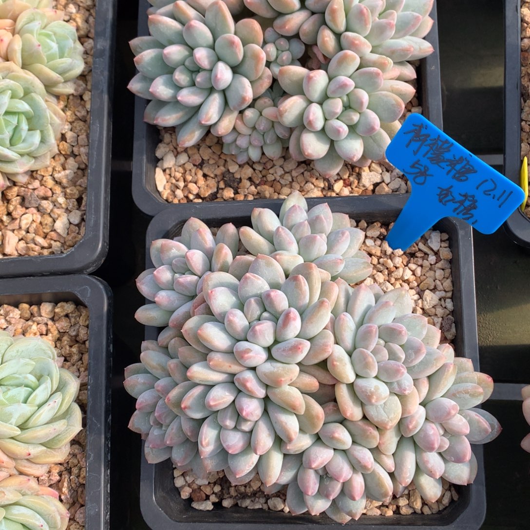 柠***糖我们家的小仙女们