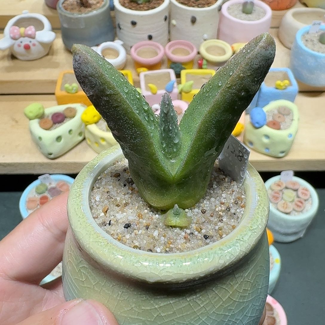 红陶蘑菇677怪奇鸟