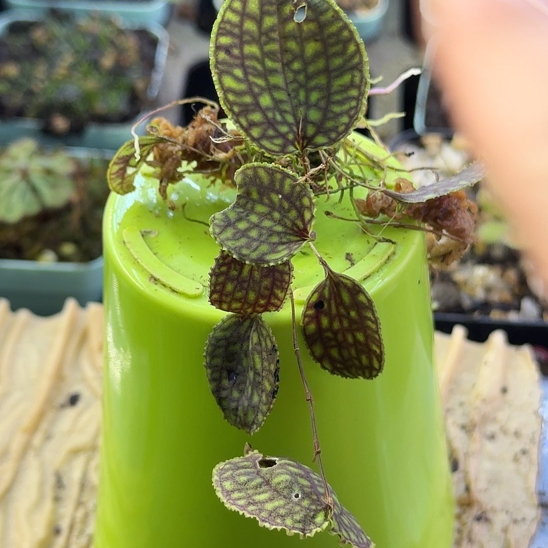 无花朵南美网格丽斑兰