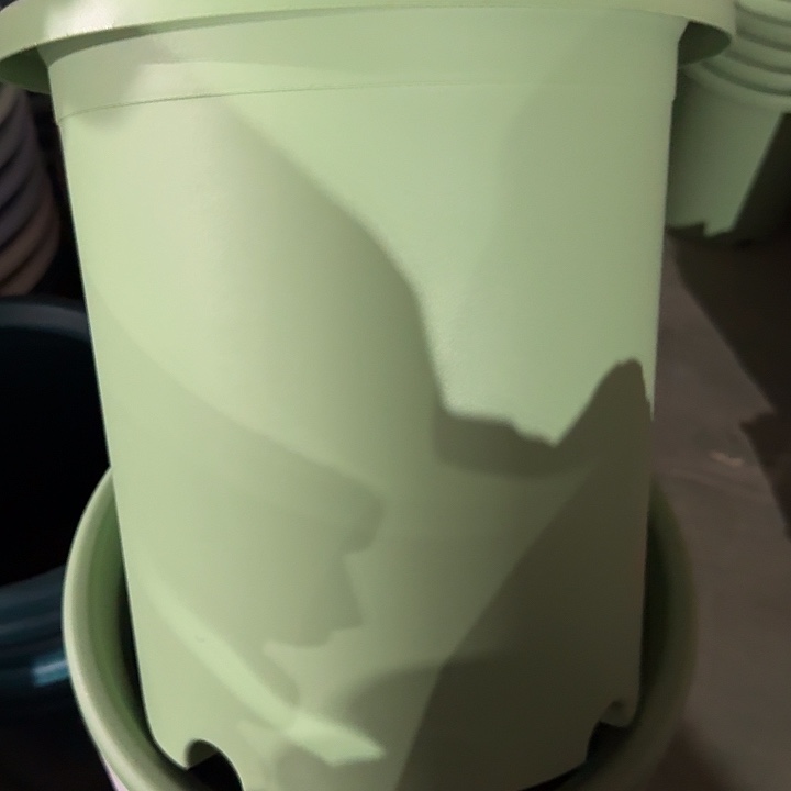 四季7号新绿色无托6个特价微瑕