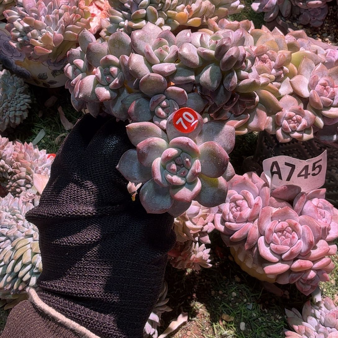 9头石榴籽福利默认有砍