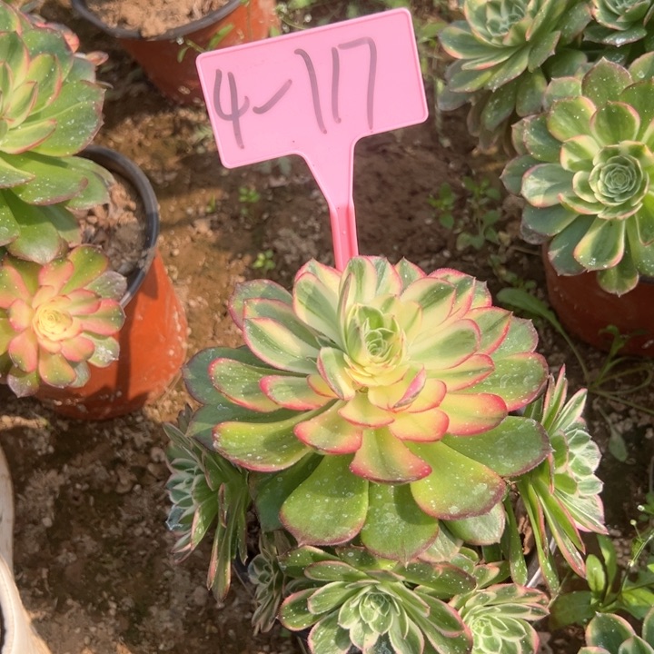 4-117海王多肉植物