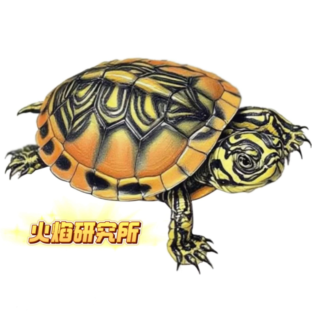 精选火焰宠物龟及饲料直播下单必备
