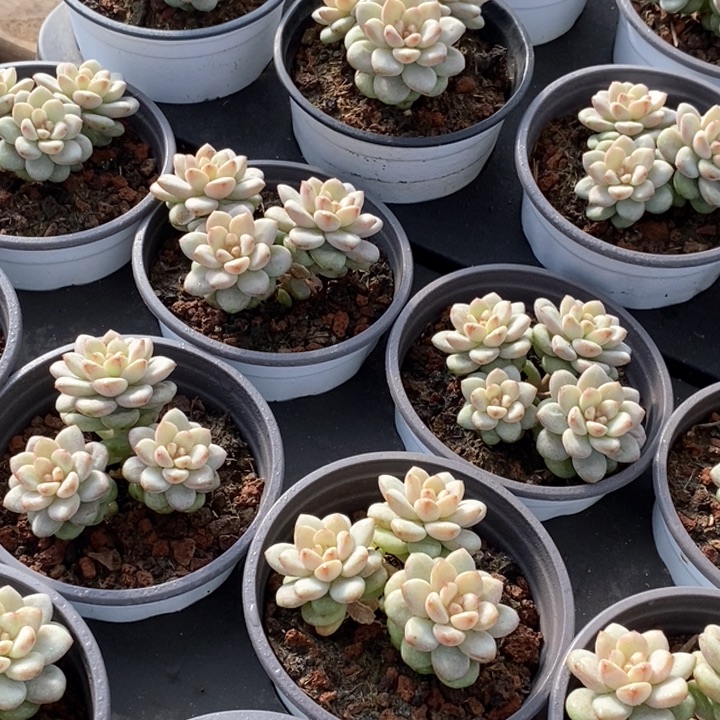 144阳光青提 三头 福利多多