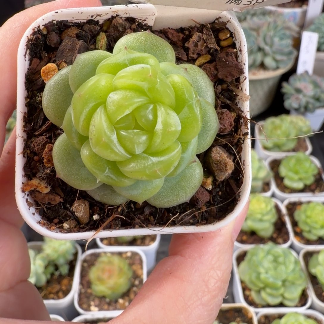 珍妮孤品优选单头48号