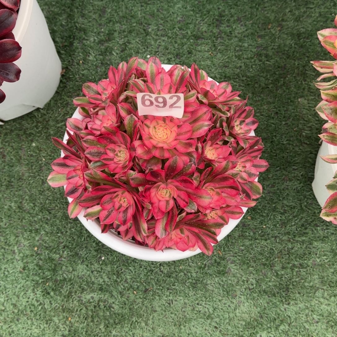 692！倾城法师多肉植物