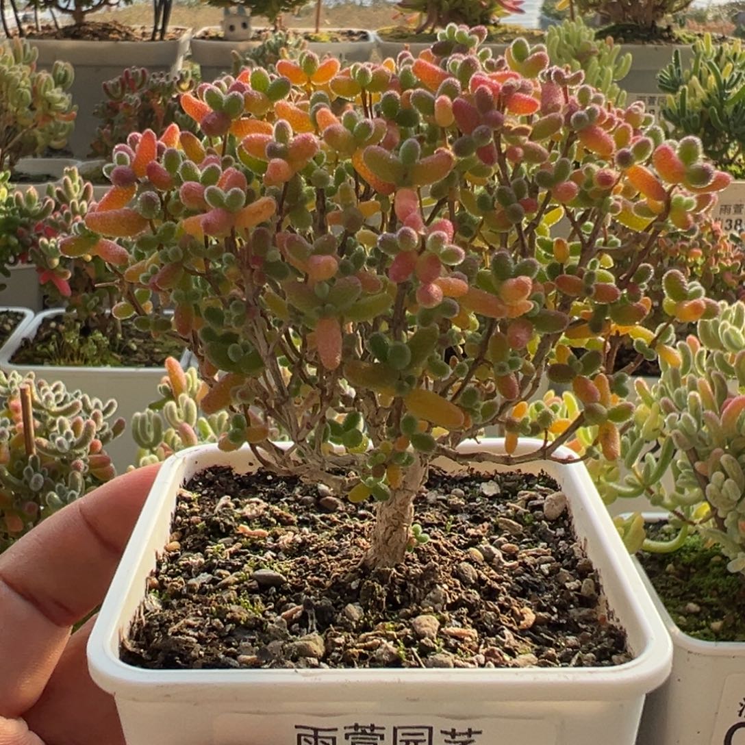 9-287枝干番杏多肉七方盆蜜橘糖球老桩