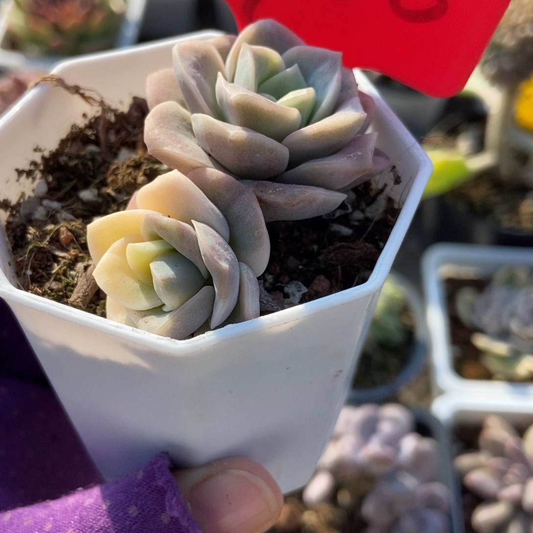 700可爱玫瑰锦多肉植物