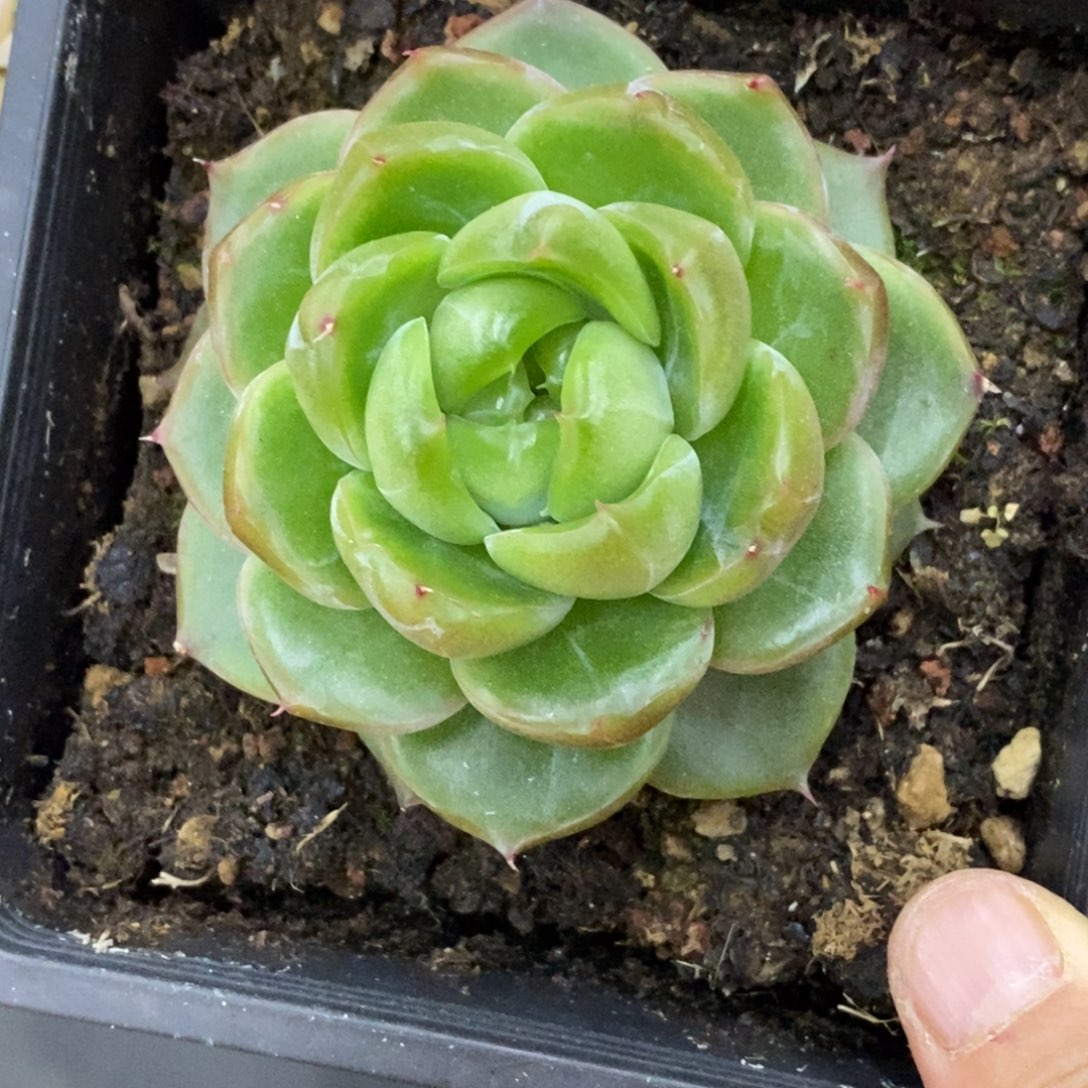 精品多肉一物一拍不包整450