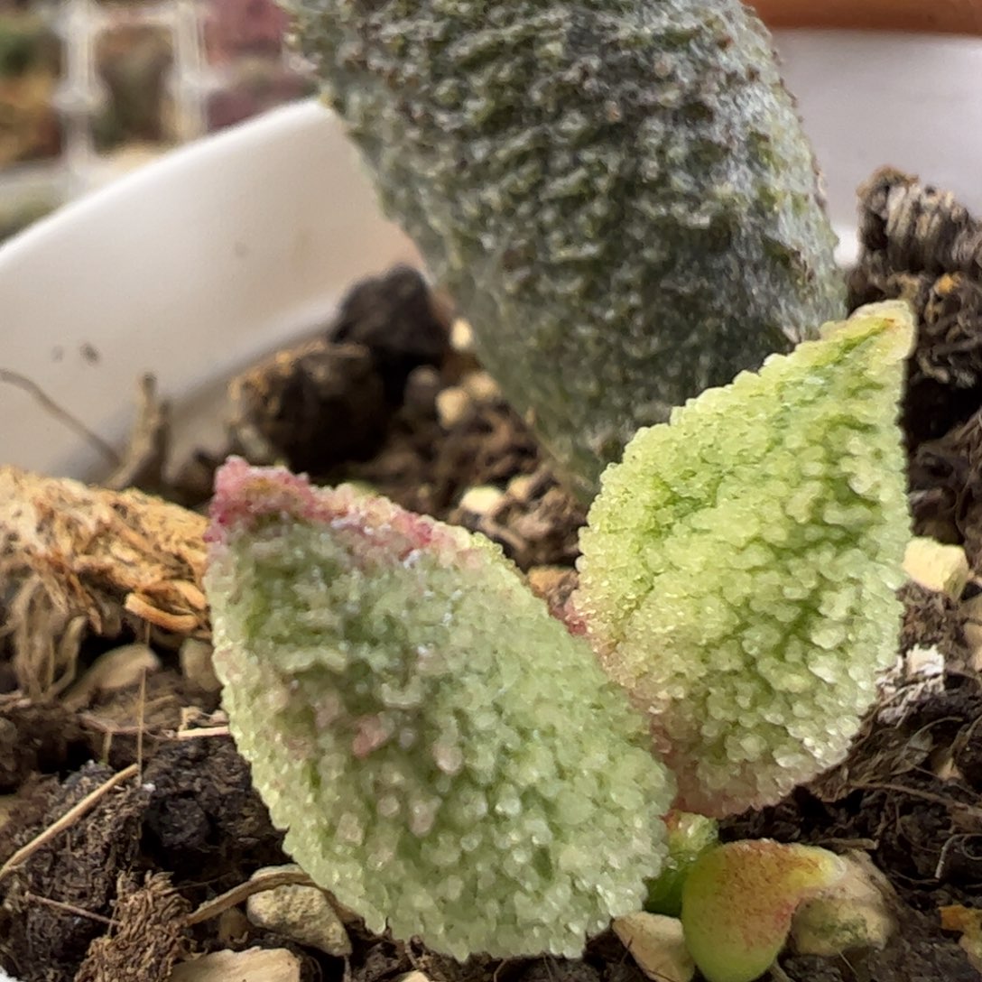 冰晶杂多肉植物水泡
