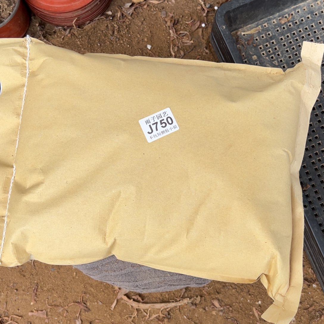 750法师土雨子多肉