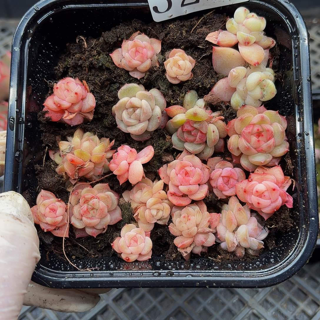 多肉植物多肉植物327