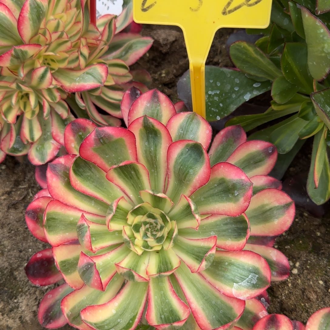 2-520--+爱丽丝多头