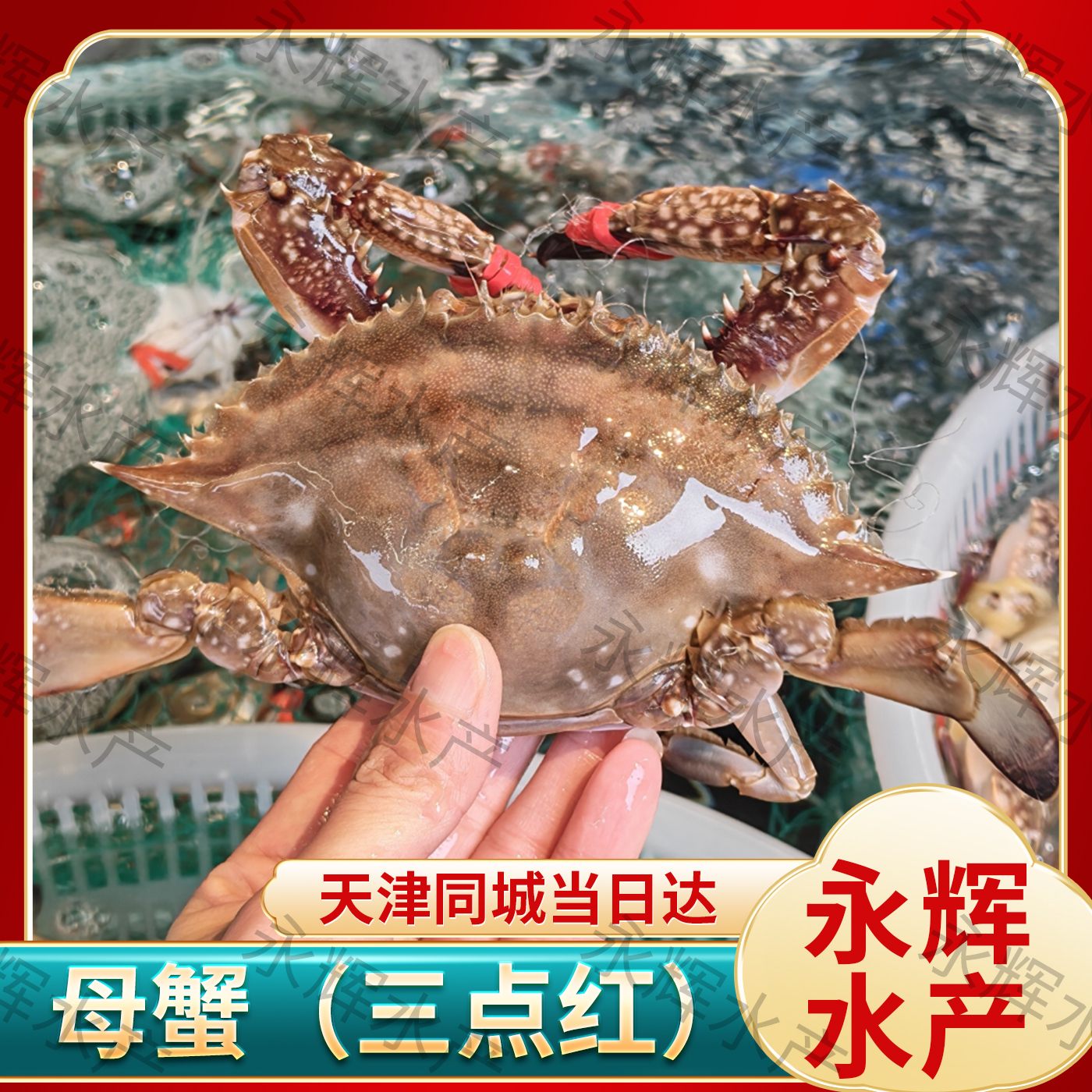 【保鲜不保活】精品本地三点红母蟹2斤-5斤 单只1.5-3两（掉爪正常）