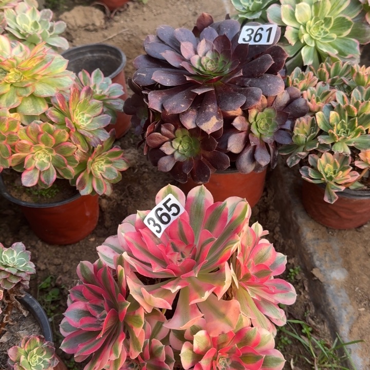 无花朵女巫365号不包断枝