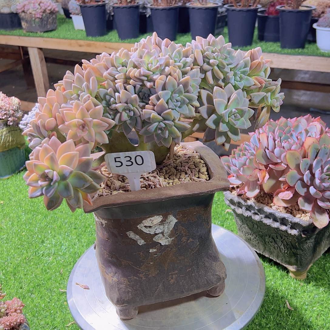 铿****瑰530淡雪缀带锦80元