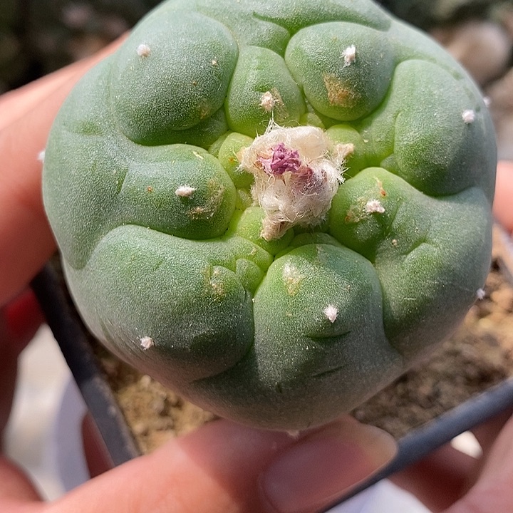 苗接海鲜。610号仙人球