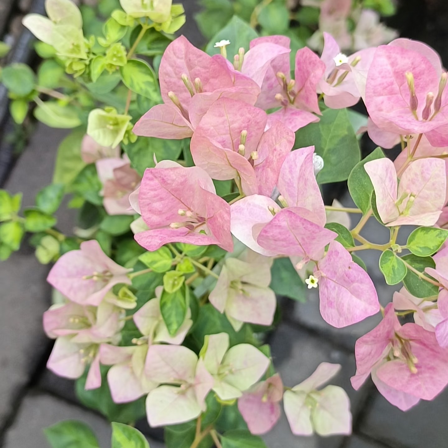 【暗斑五宝】杯苗三角梅四季超勤花原盆带花阳台庭院种植易养