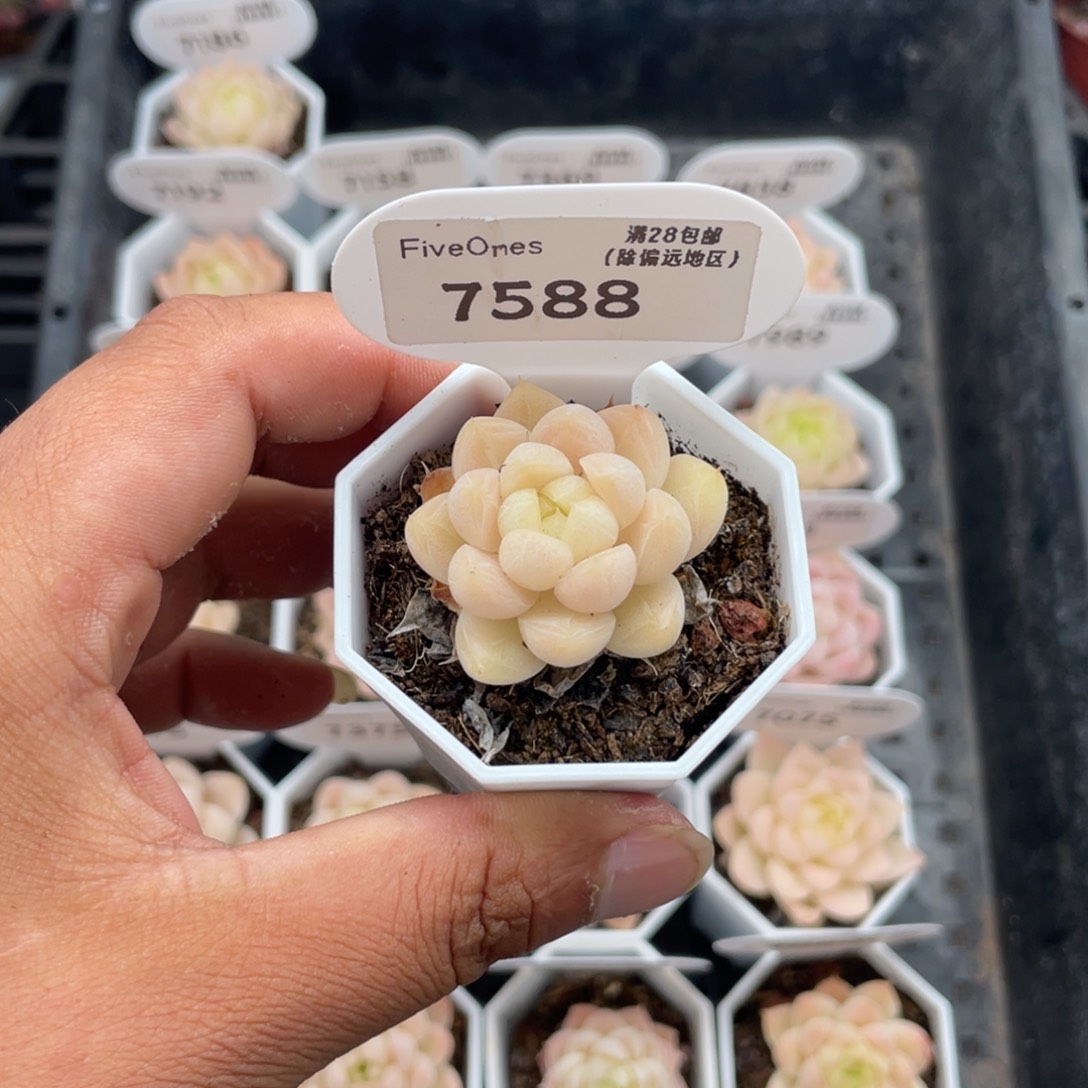 7588 麦秆3.5厘米